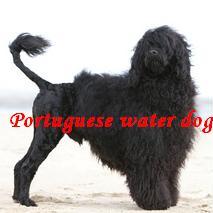 portuguese water dog, pwd